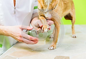 Little dog at manicure in dog grooming salon