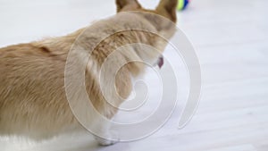 Little dog with owner playing and having fun. young teen girl sitting on the floor with her pet. Christmas tree in the