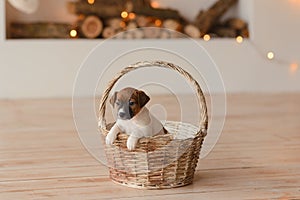 Little dog peeks out of the basket