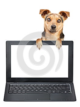 Little dog peeping behind blank screen laptop isolated