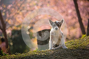 The little dog and Pink Cherry blossom at Chiangmai Thailand