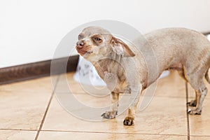 Little dog pinscher ratter prazsky