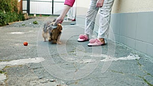 Little dog play with girl.Woman taking free time with her dog. Training her dog in the park or backyard.