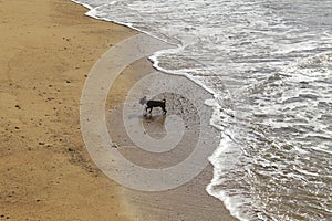 Little dog playing on Chipiona Beach photo