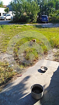 little dog playing on the grass photo