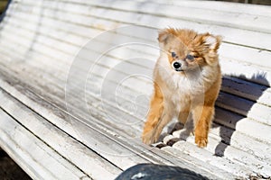 Little dog playing outdoor on the bench