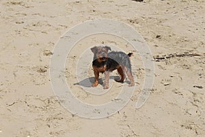 Little dog plays and barks at the beach