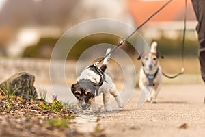 Little dog pulls on a leash while walking, Jack Russell Terrier doggy 2 years old