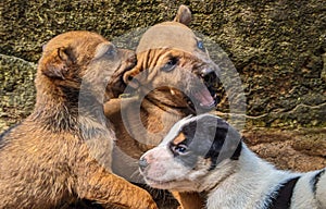 Little dog pups playing outside