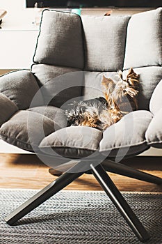 Little dog is resting in a chair