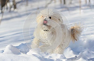 Little dog  running in snow during winter