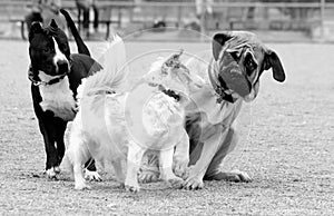 Little dog scaring the Mastiff