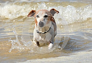 Little dog in the sea