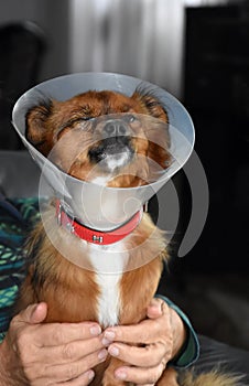 Little dog  with sick eye must wear a protective collar