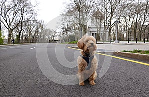 Little dog sitting alone on a Manhattan highway.