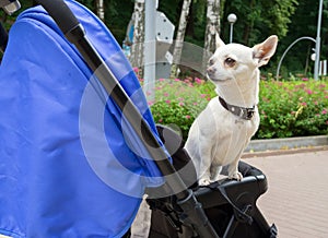 The little dog is sitting in a baby carriage