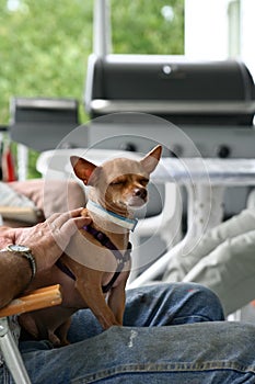 Little dog sitting on the man's lap