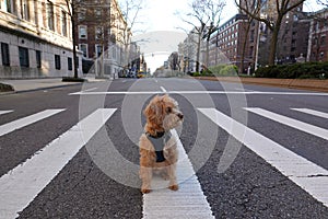 Little dog sitting on sidewalk in Manhattan NYC