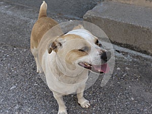 Little Dog at Skala Kalloni Lesvos Greece