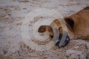 Little dog sleeps at the beach