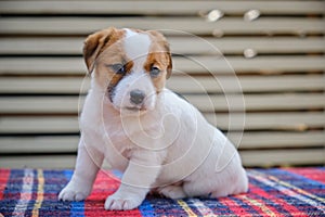 Little dog at studio. Portrait pet. Puppy jack russel terrier sitting on a colored blanket