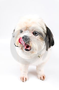 Little dog is tongue shih-tzu.