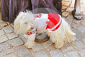 Little dog in vyshyvanka, Lviv, Ukraine