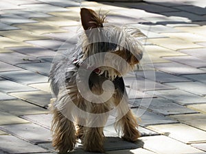 Little dog for a walk photo