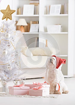 Little dog wearing Santa Claus hat