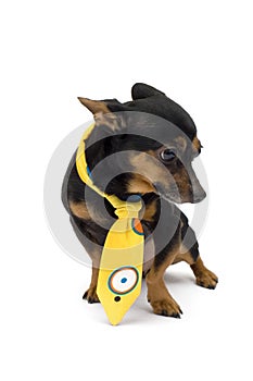 Little dog with yellow cravat