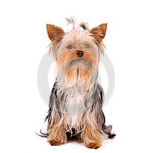 Little dog - Yorkshire Terrier