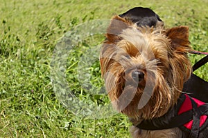 Little Dog - Yorkshire Terrier On Green Grass Background.