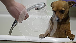 Little doggy in a bath