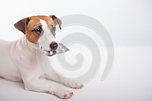 Little doggy Jack Russell Terrier with a blister of pills in his mouth on a white background. Veterinary treatment