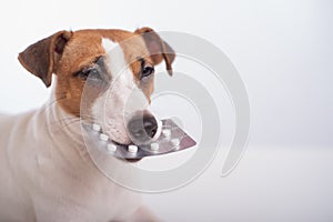 Little doggy Jack Russell Terrier with a blister of pills in his mouth on a white background. Veterinary treatment