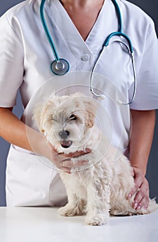 Little doggy at the vet