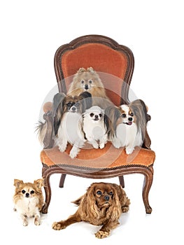 Little dogs on chair