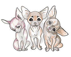 Little  dogs of Chihuahua breed