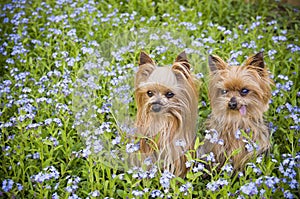 Little dogs in flower field
