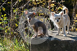 Little dogs on stone