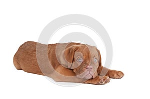 Little dogue de bordeaux