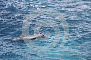 Little dolphin in the red sea