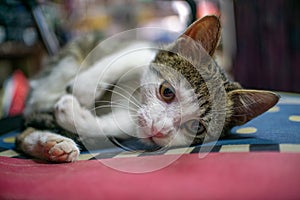 Little domestic cat laying on a red and blue pillow