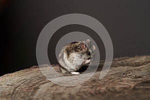 Little domestic hamster on grey background. Djungarian Dwarf hamster