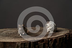 Little domestic hamster on grey background. Djungarian Dwarf hamster