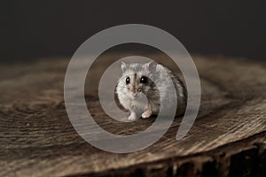 Little domestic hamster on grey background. Djungarian Dwarf hamster