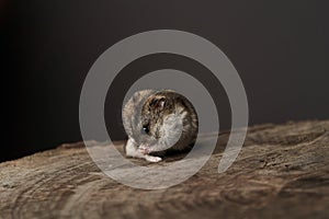 Little domestic hamster on grey background. Djungarian Dwarf hamster