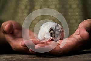 Little domestic hamster on hand. Djungarian Dwarf hamster