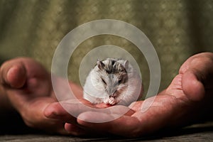 Little domestic hamster on hand. Djungarian Dwarf hamster