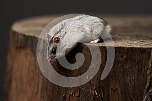 Little domestic hamster on hand. Djungarian Dwarf hamster